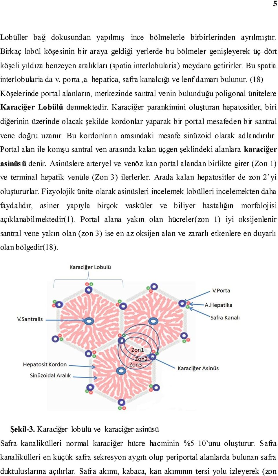 porta,a. hepatica, safra kanalcığı ve lenf damarı bulunur. (18) Köşelerinde portal alanların, merkezinde santral venin bulunduğu poligonal ünitelere Karaciğer Lobülü denmektedir.