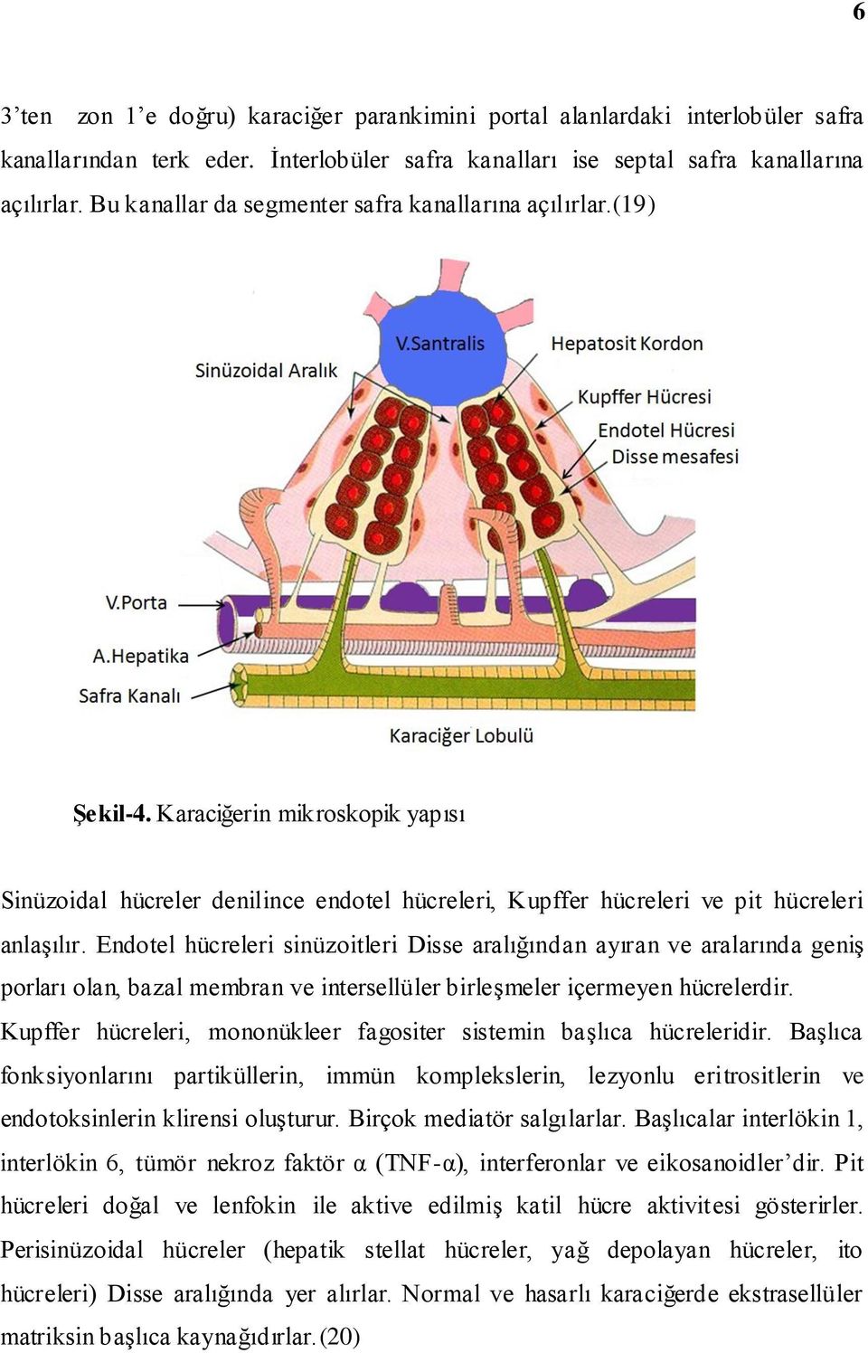 Endotel hücreleri sinüzoitleri Disse aralığından ayıran ve aralarında geniş porları olan, bazal membran ve intersellüler birleşmeler içermeyen hücrelerdir.