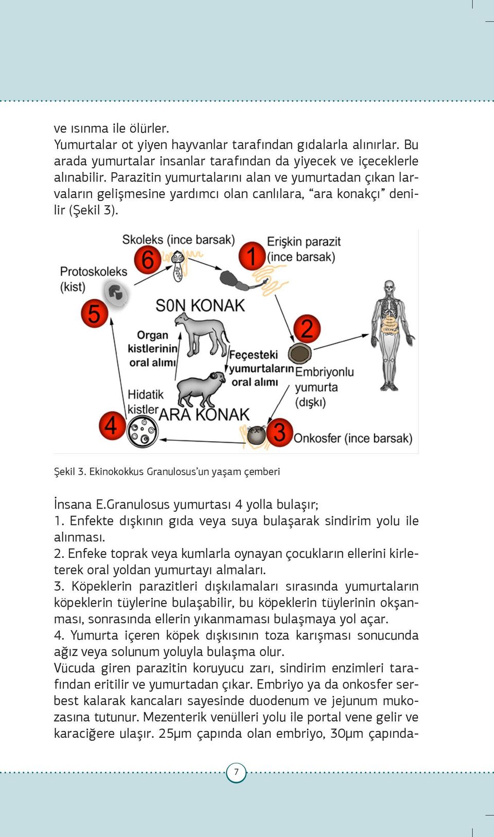 Granulosus yumurtası 4 yolla bulaşır; 1. Enfekte dışkının gıda veya suya bulaşarak sindirim yolu ile alınması. 2.