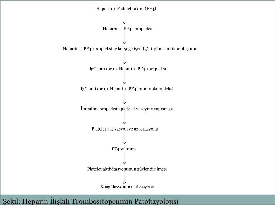 İmmünokompleksin platelet yüzeyine yapışması Platelet aktivasyon ve agregasyonu PF4 salınımı Platelet