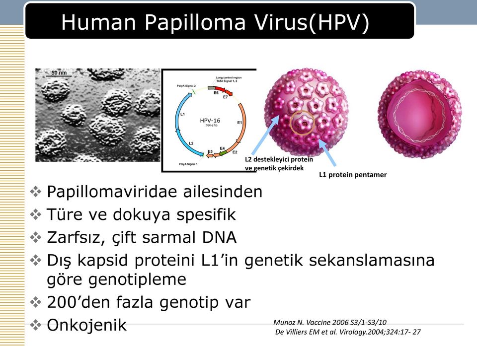 genotipleme 200 den fazla genotip var Onkojenik L2 destekleyici protein ve genetik