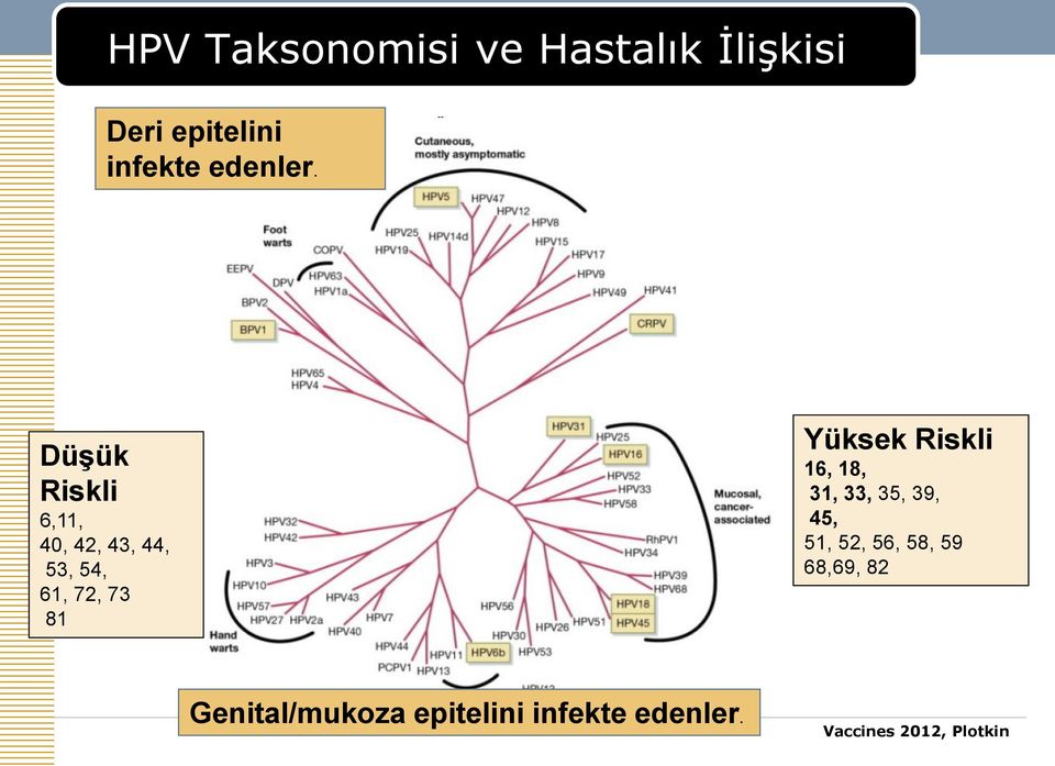 Düşük Riskli 6,11, 40, 42, 43, 44, 53, 54, 61, 72, 73 81 Yüksek