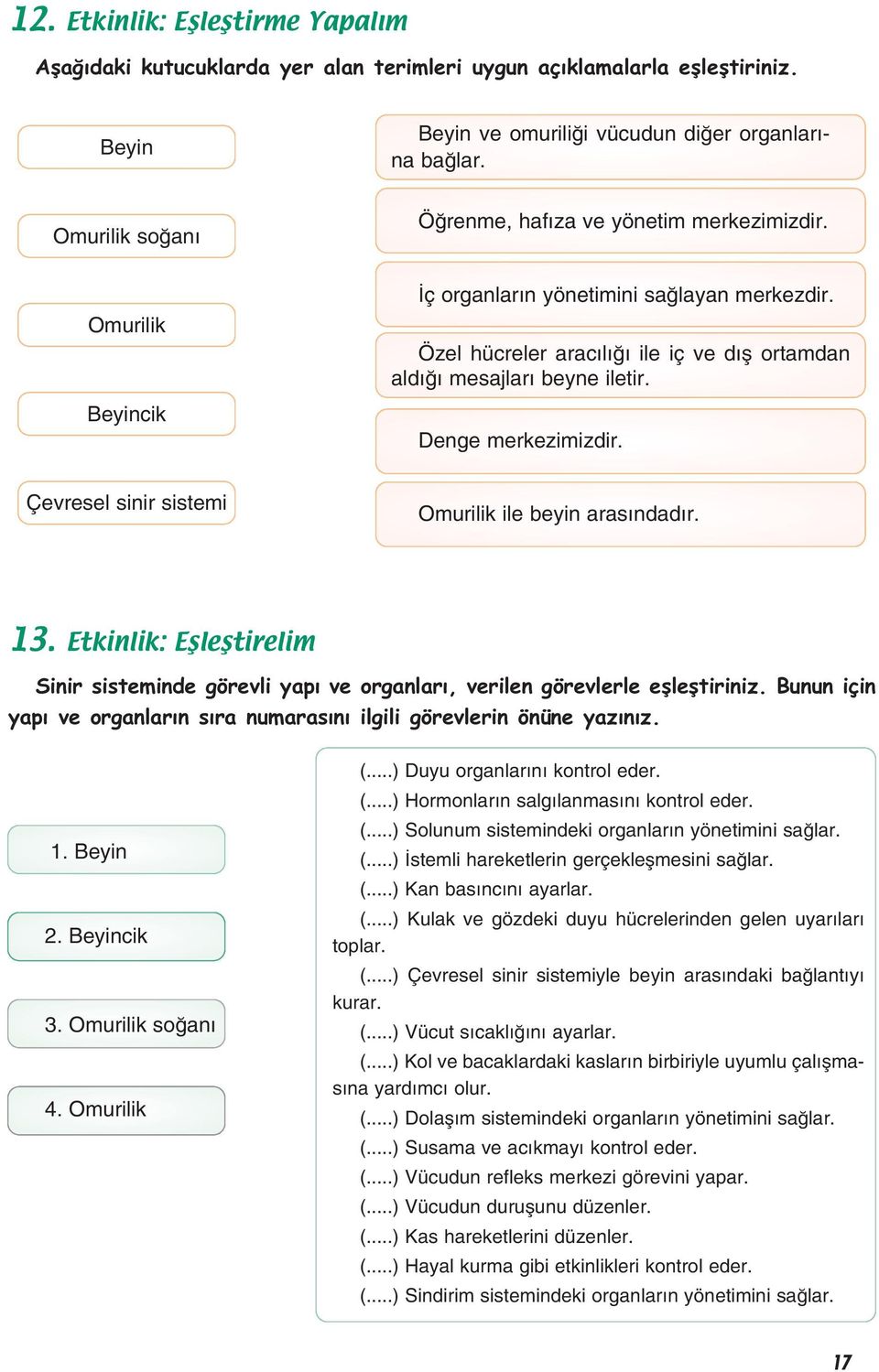 Denge merkezimizdir. Çevresel sinir sistemi Omurilik ile beyin aras ndad r. 13. Etkinlik: Eşleştirelim Sinir sisteminde görevli yap ve organlar, verilen görevlerle efllefltiriniz.