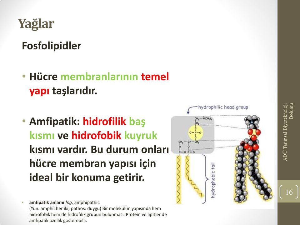 Bu durum onları hücre membran yapısı için ideal bir konuma getirir. amfipatik anlamı İng.