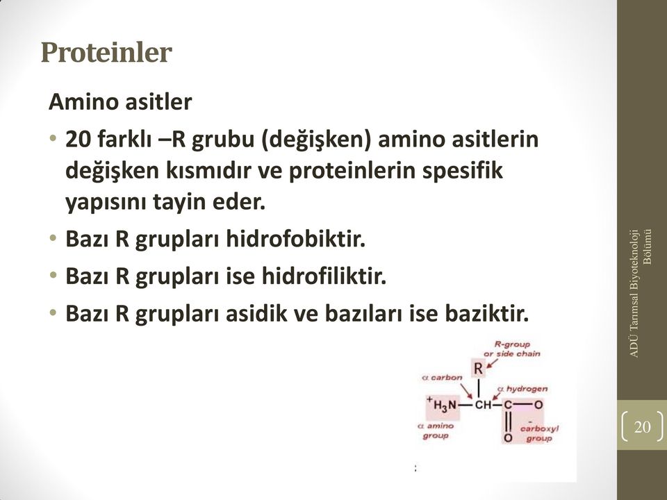 tayin eder. Bazı R grupları hidrofobiktir.