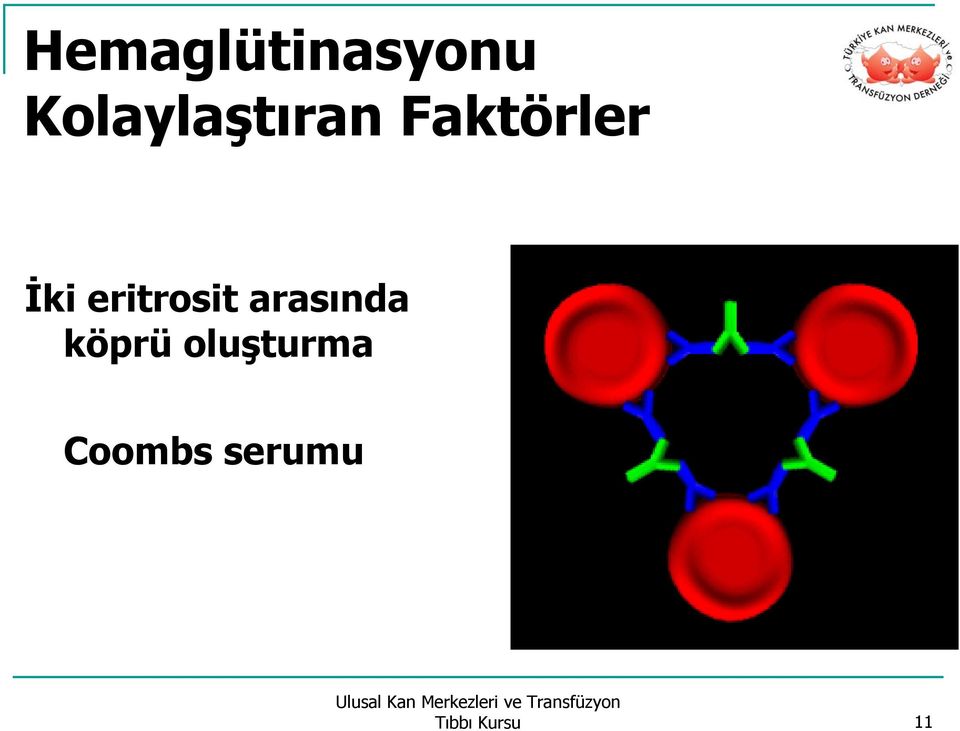 İki eritrosit arasında