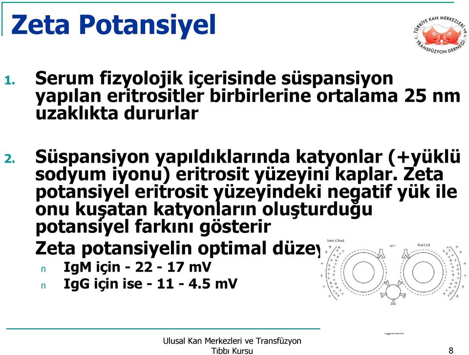 2. Süspansiyon yapıldıklarında katyonlar (+yüklü sodyum iyonu) eritrosit yüzeyini kaplar.