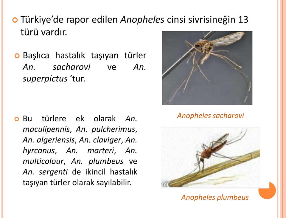 maculipennis, An. pulcherimus, An. algeriensis, An. claviger, An. hyrcanus, An. marteri, An.
