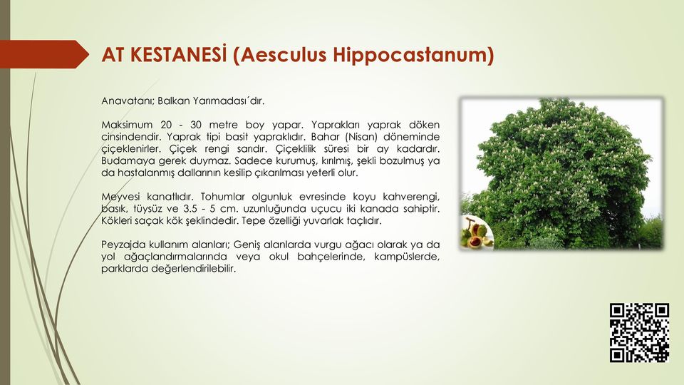 Sadece kurumuş, kırılmış, şekli bozulmuş ya da hastalanmış dallarının kesilip çıkarılması yeterli olur. Meyvesi kanatlıdır. Tohumlar olgunluk evresinde koyu kahverengi, basık, tüysüz ve 3.