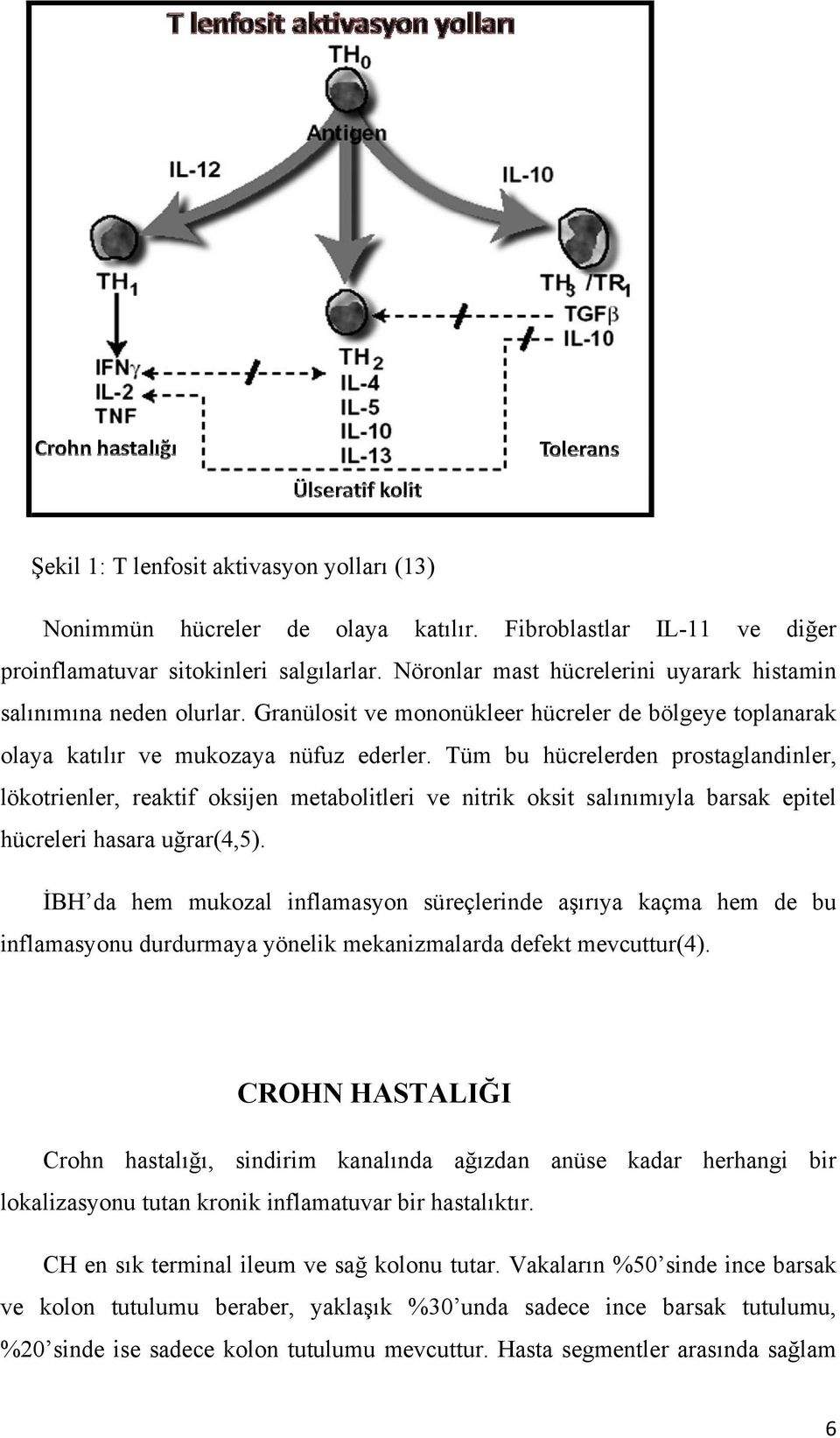 Tüm bu hücrelerden prostaglandinler, lökotrienler, reaktif oksijen metabolitleri ve nitrik oksit salınımıyla barsak epitel hücreleri hasara uğrar(4,5).