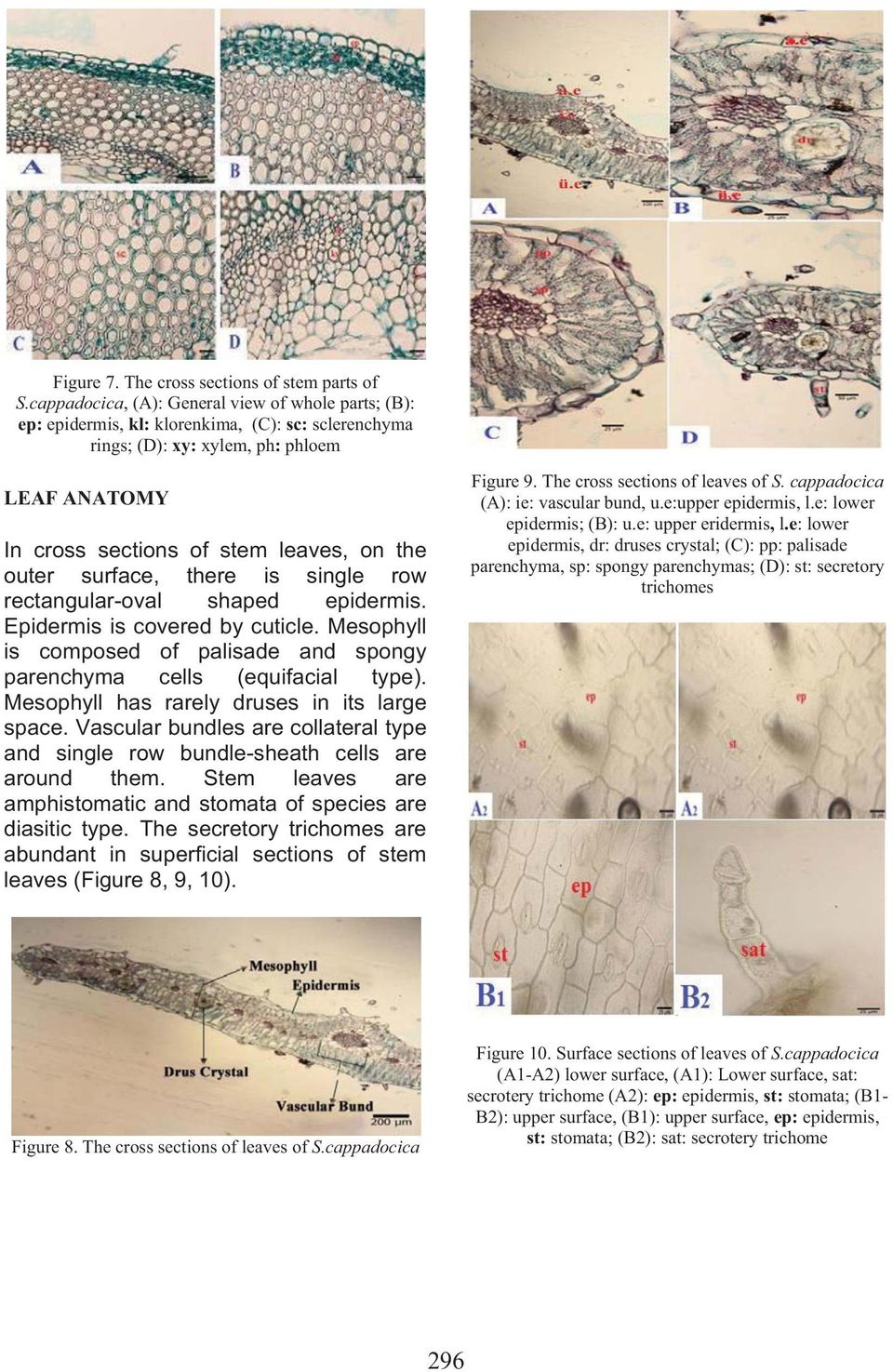 surface, there is single row rectangular-oval shaped epidermis. Epidermis is covered by cuticle. Mesophyll is composed of palisade and spongy parenchyma cells (equifacial type).