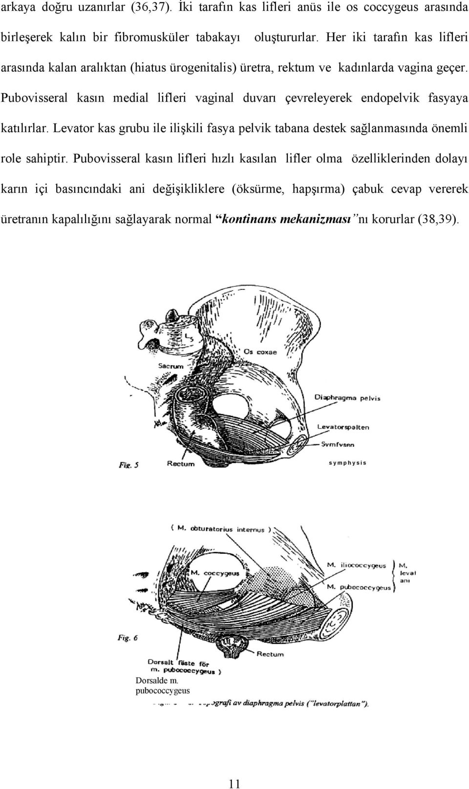 Pubovisseral kasın medial lifleri vaginal duvarı çevreleyerek endopelvik fasyaya katılırlar.