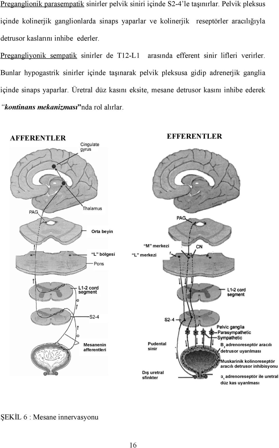 Pregangliyonik sempatik sinirler de T12-L1 arasında efferent sinir lifleri verirler. Bunlar hypogastrik sinirler içinde taşınarak pelvik pleksusa gidip adrenerjik ganglia içinde sinaps yaparlar.