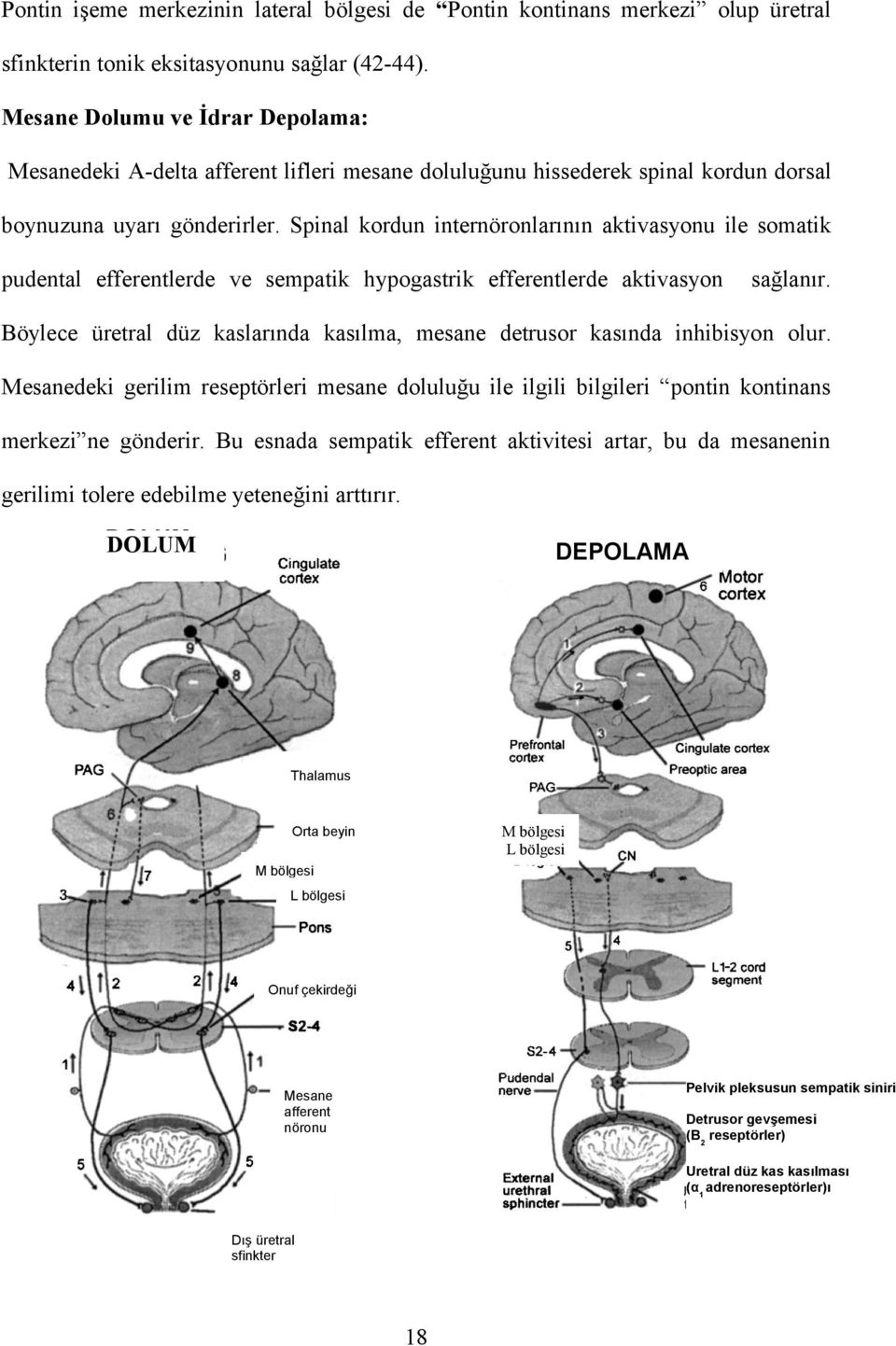Spinal kordun internöronlarının aktivasyonu ile somatik pudental efferentlerde ve sempatik hypogastrik efferentlerde aktivasyon sağlanır.