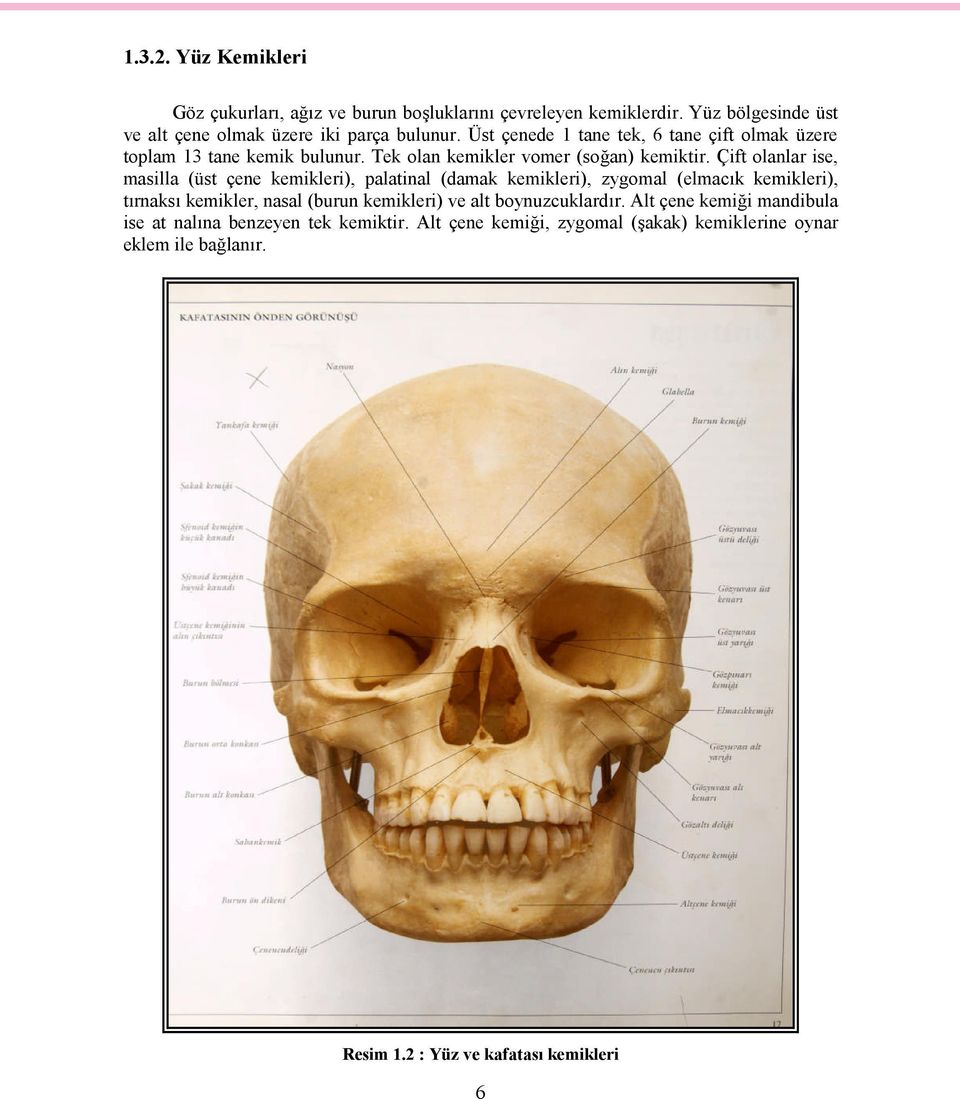 Çift olanlar ise, masilla (üst çene kemikleri), palatinal (damak kemikleri), zygomal (elmacık kemikleri), tırnaksı kemikler, nasal (burun kemikleri) ve