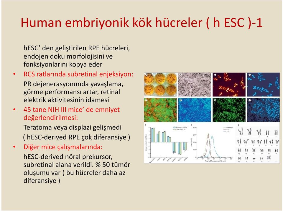 idamesi 45 tane NIH III mice de emniyet değerlendirilmesi: Teratoma veya displazigelişmedi ( hesc derived RPE çok diferansiye )