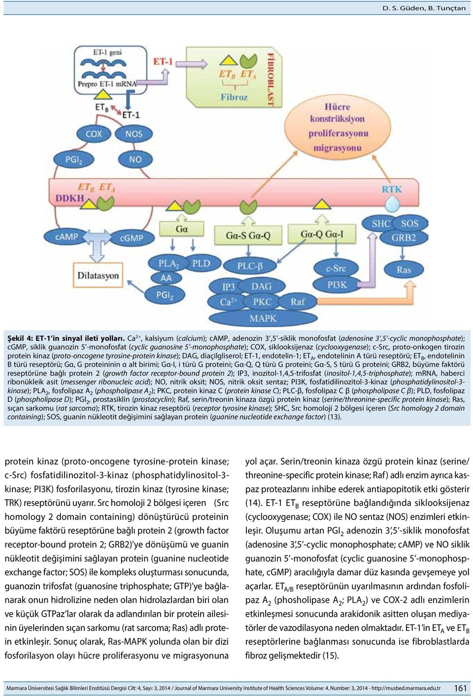 (cyclooxygenase); c-src, proto-onkogen tirozin protein kinaz (proto-oncogene tyrosine-protein kinase); DAG, diaçilgliserol; ET-1, endotelin-1; ET A, endotelinin A türü reseptörü; ET B, endotelinin B