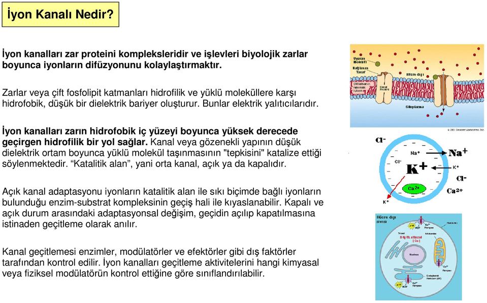 İyon kanalları zarın hidrofobik iç yüzeyi boyunca yüksek derecede geçirgen hidrofilik bir yol sağlar.