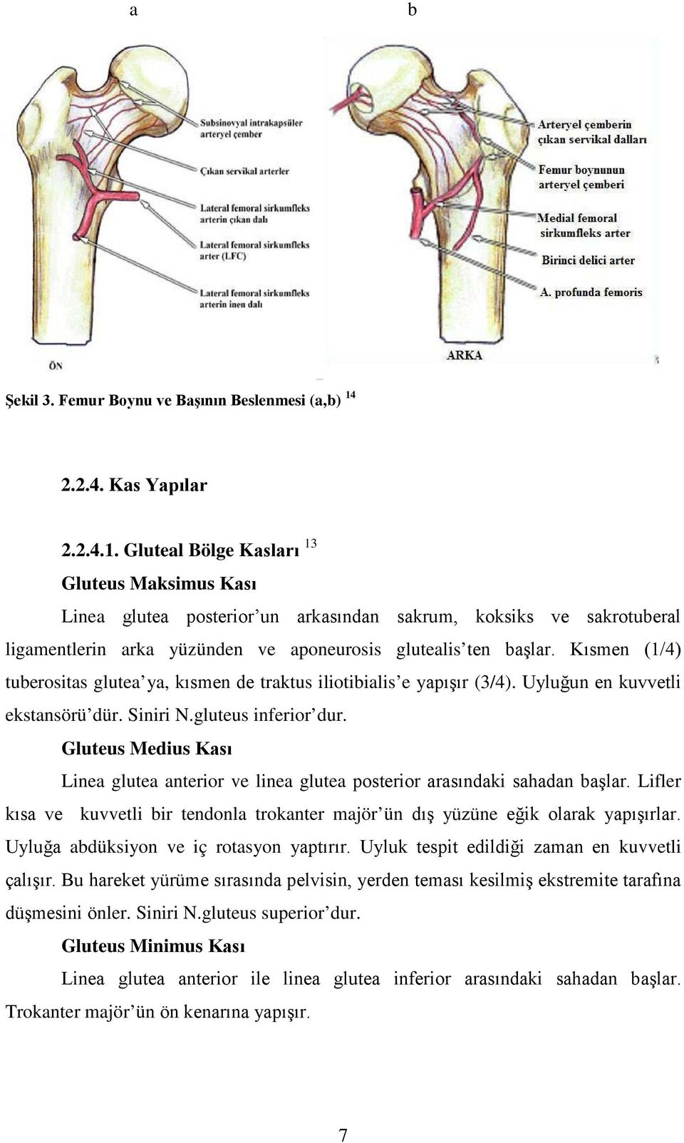 Gluteal Bölge Kasları 13 Gluteus Maksimus Kası Linea glutea posterior un arkasından sakrum, koksiks ve sakrotuberal ligamentlerin arka yüzünden ve aponeurosis glutealis ten başlar.