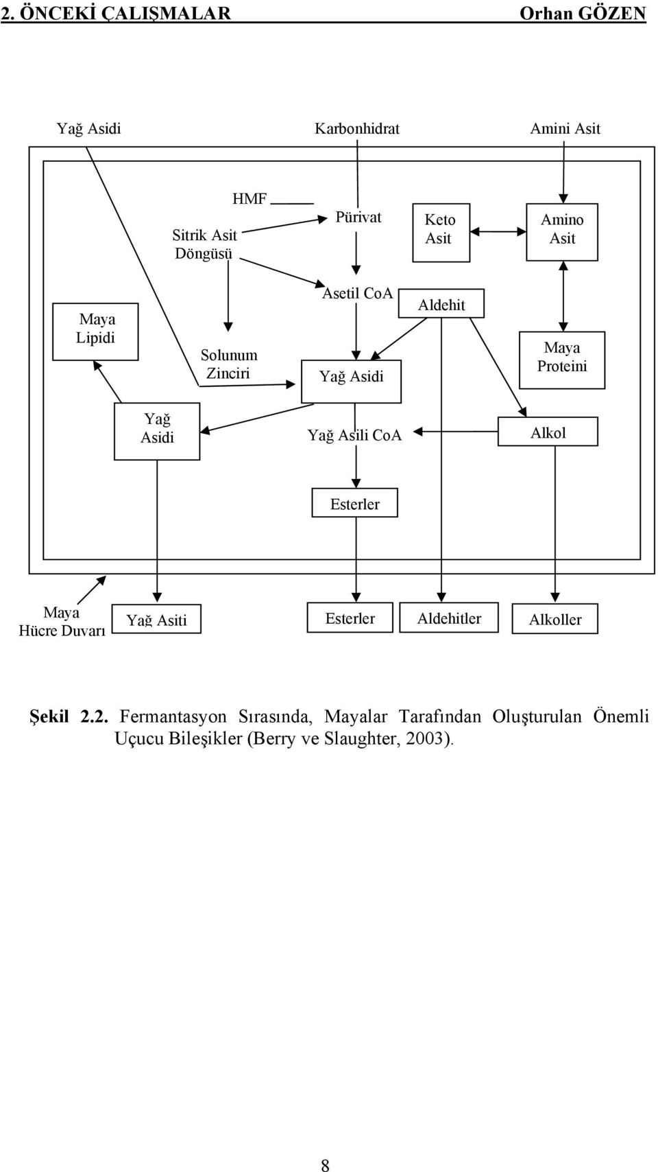 Yağ Asili CoA Alkol Esterler Maya Hücre Duvarı Yağ Asiti Esterler Aldehitler Alkoller Şekil 2.