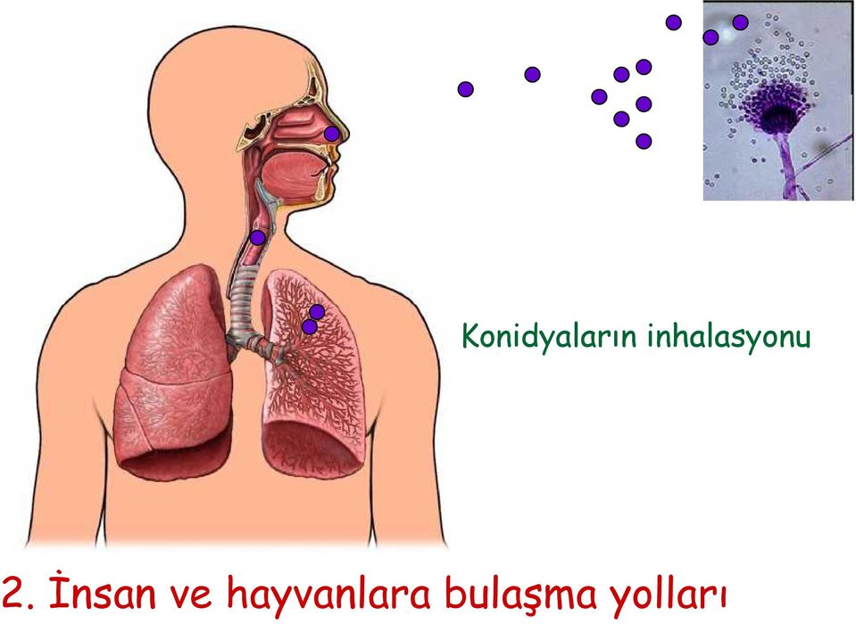 İnsan ve