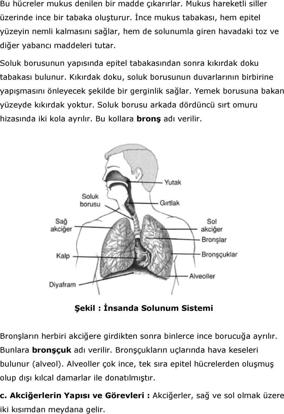 Soluk borusunun yapısında epitel tabakasından sonra kıkırdak doku tabakası bulunur. Kıkırdak doku, soluk borusunun duvarlarının birbirine yapışmasını önleyecek şekilde bir gerginlik sağlar.