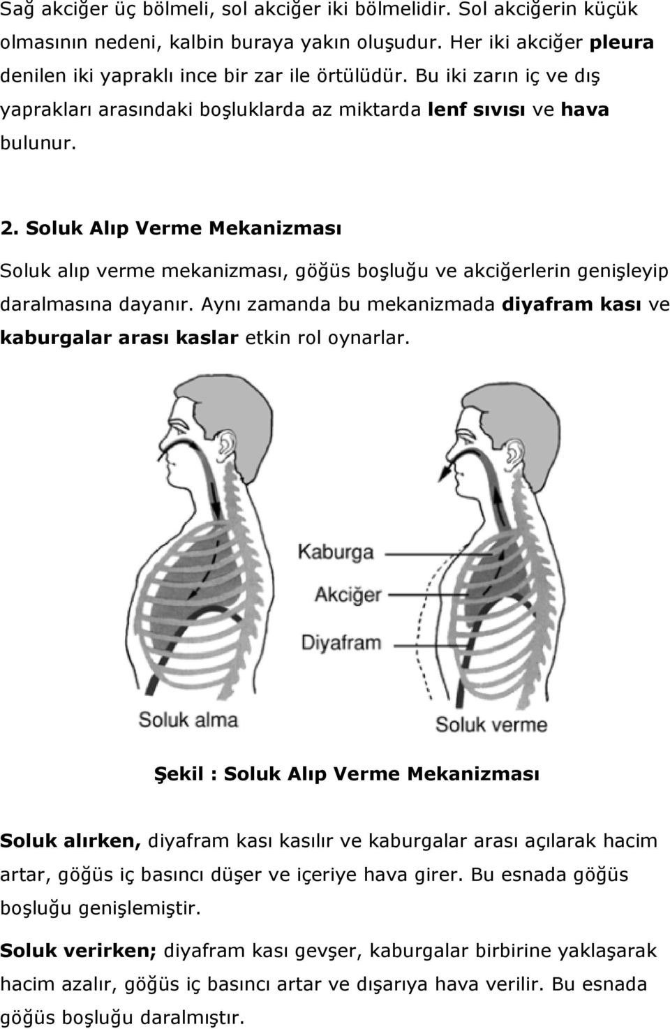 Soluk Alıp Verme Mekanizması Soluk alıp verme mekanizması, göğüs boşluğu ve akciğerlerin genişleyip daralmasına dayanır.