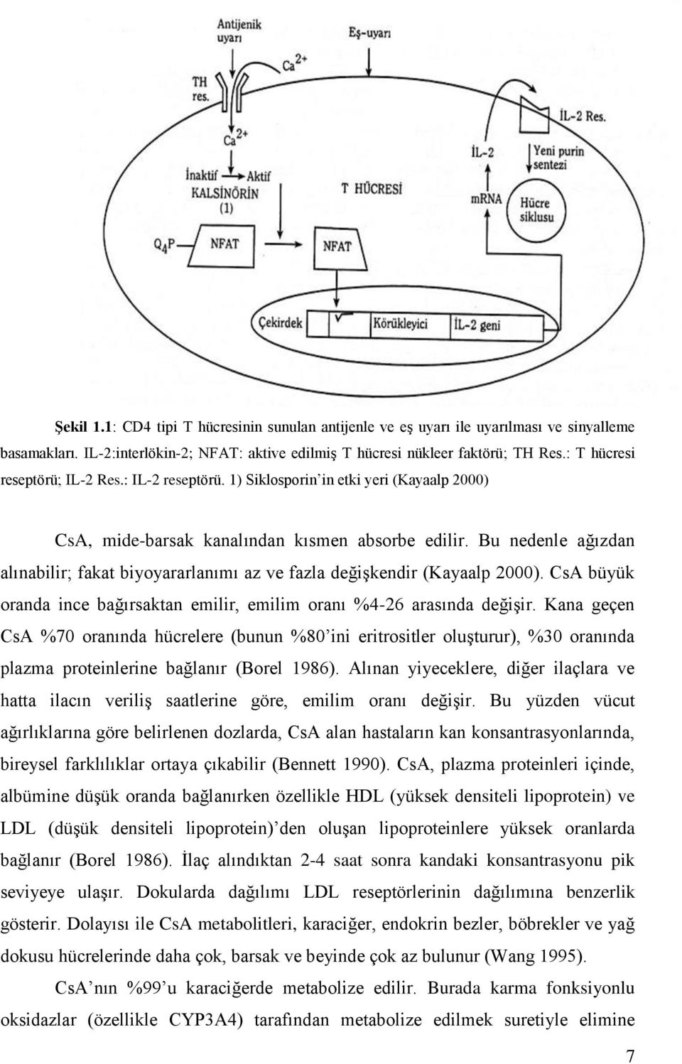 Bu nedenle ağızdan alınabilir; fakat biyoyararlanımı az ve fazla değiģkendir (Kayaalp 2000). CsA büyük oranda ince bağırsaktan emilir, emilim oranı %4-26 arasında değiģir.