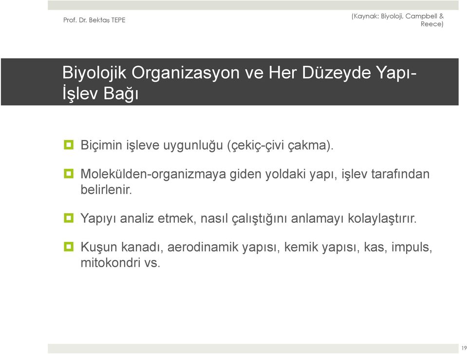 Molekülden-organizmaya giden yoldaki yapı, işlev tarafından belirlenir.