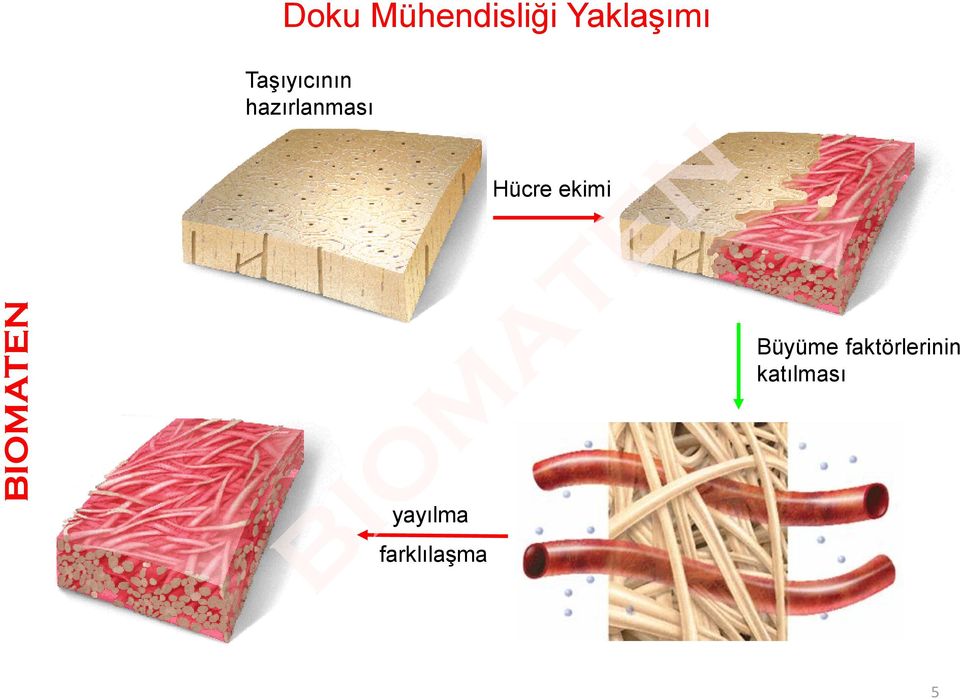 yayılma farklılaşma Hücre