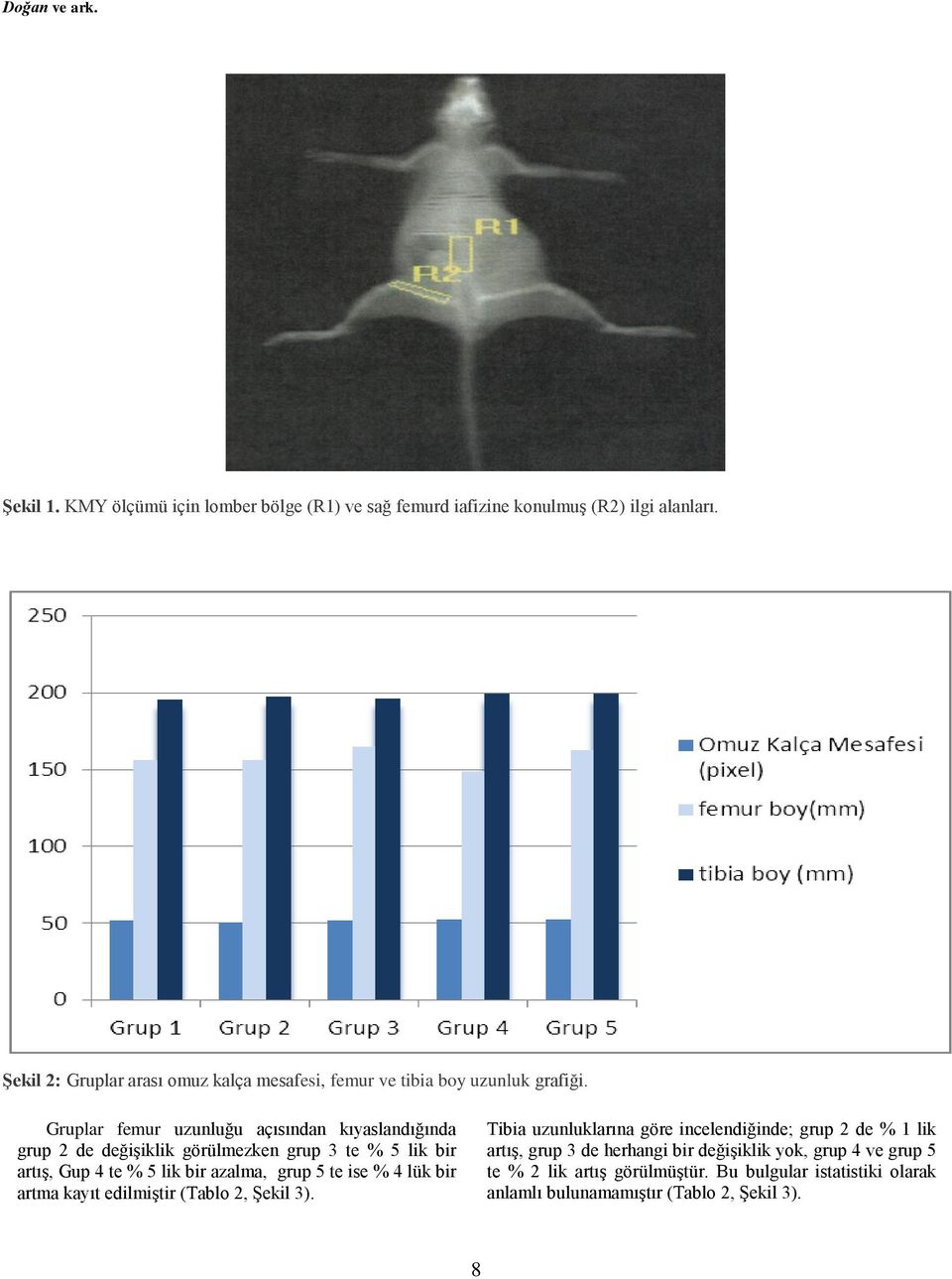 Gruplar femur uzunluğu açısından kıyaslandığında grup 2 de değişiklik görülmezken grup 3 te % 5 lik bir artış, Gup 4 te % 5 lik bir azalma, grup 5 te