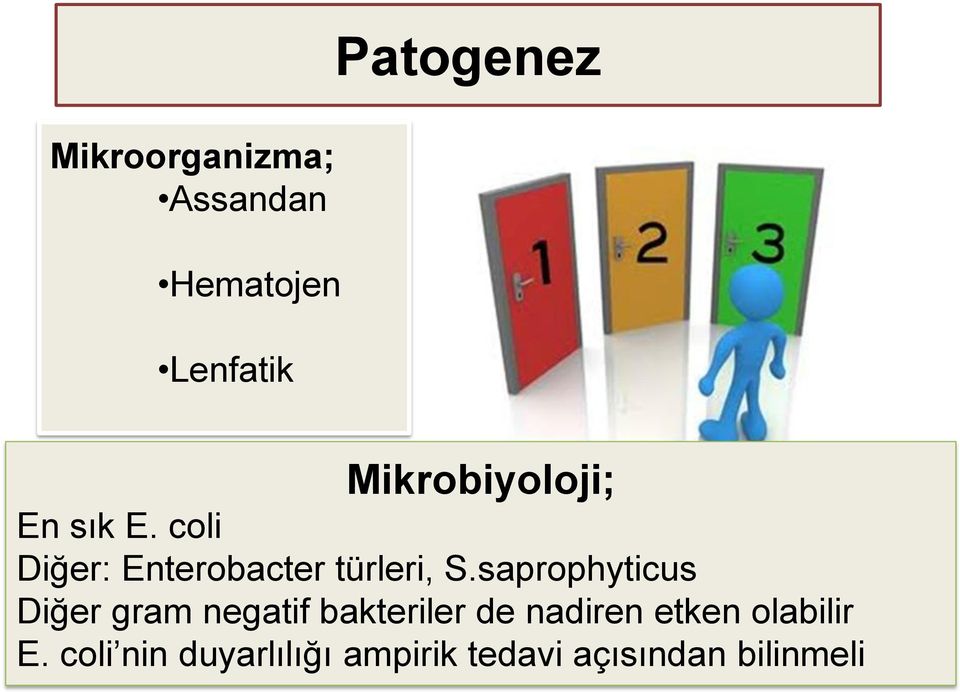 saprophyticus Diğer gram negatif bakteriler de nadiren etken