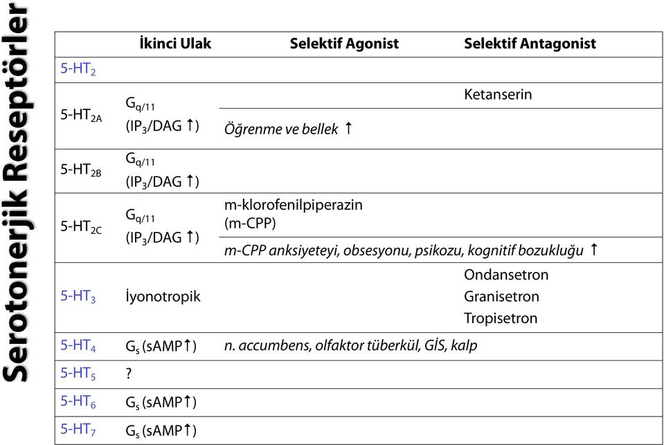 m-klorofenilpiperazin (m-cpp) m-cpp anksiyeteyi, obsesyonu, psikozu, kognitif bozukluğu 5-HT 4 G s (samp