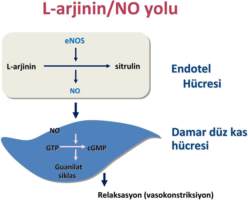 (vasokonstriksiyon konstriksiyon) Ignarro LJ et al.