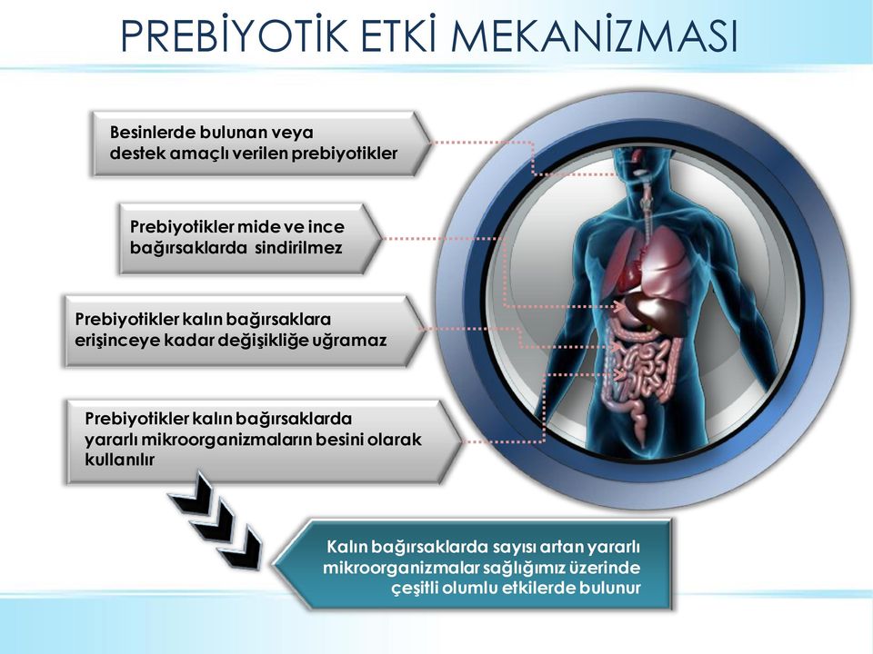 uğramaz Prebiyotikler kalın bağırsaklarda yararlı mikroorganizmaların besini olarak kullanılır Kalın