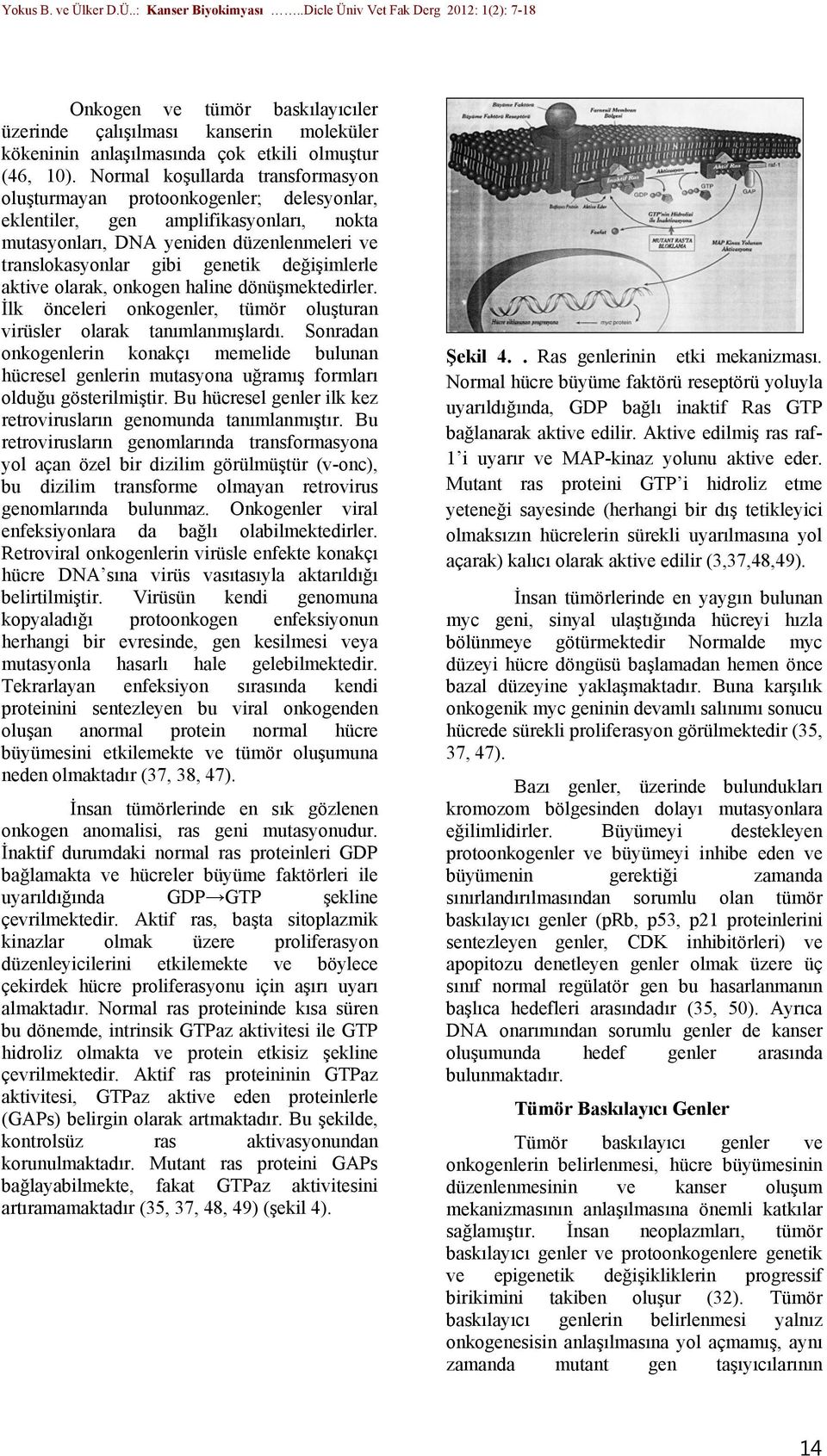 değişimlerle aktive olarak, onkogen haline dönüşmektedirler. İlk önceleri onkogenler, tümör oluşturan virüsler olarak tanımlanmışlardı.