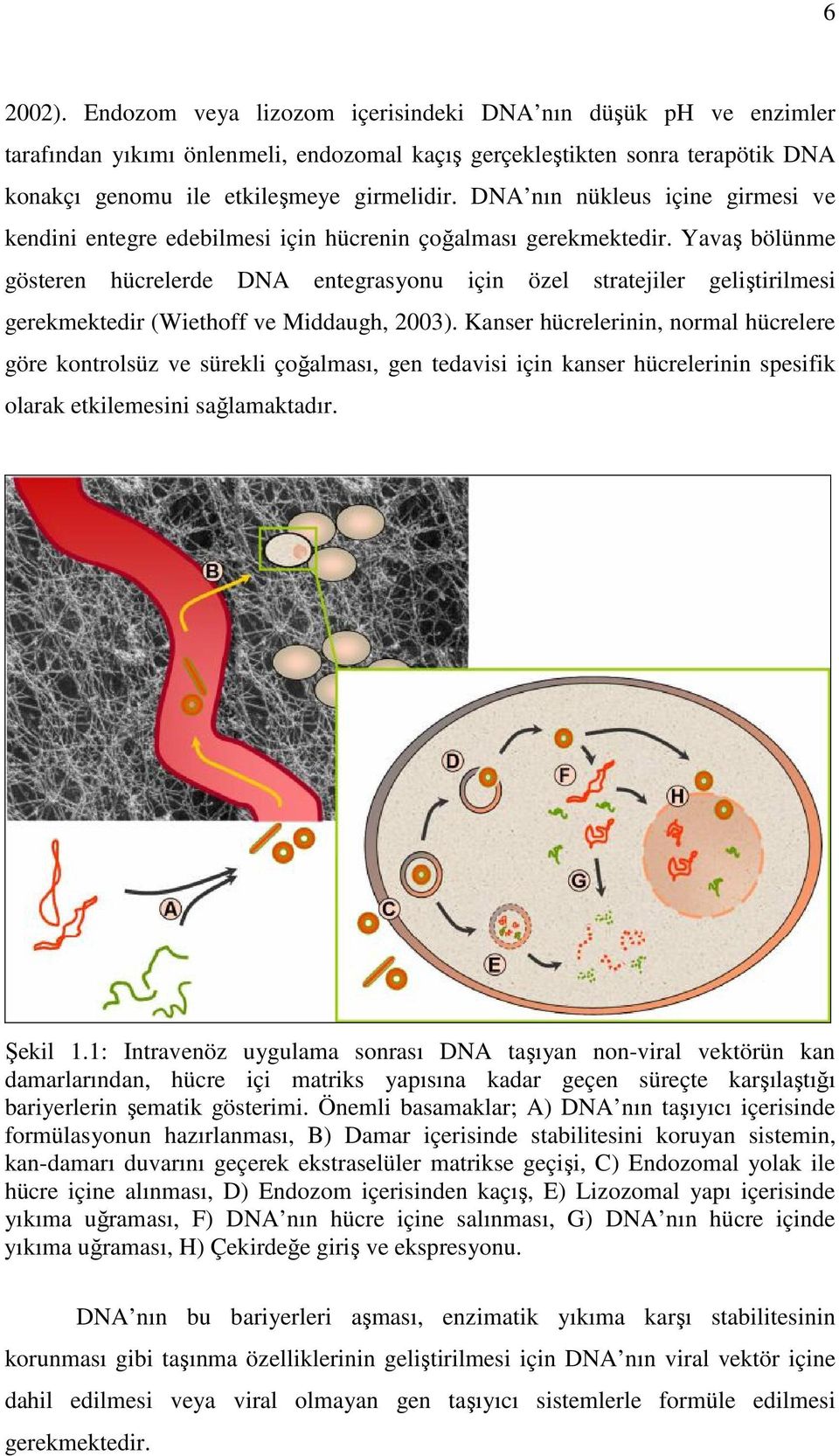 Yavaş bölünme gösteren hücrelerde DNA entegrasyonu için özel stratejiler geliştirilmesi gerekmektedir (Wiethoff ve Middaugh, 2003).