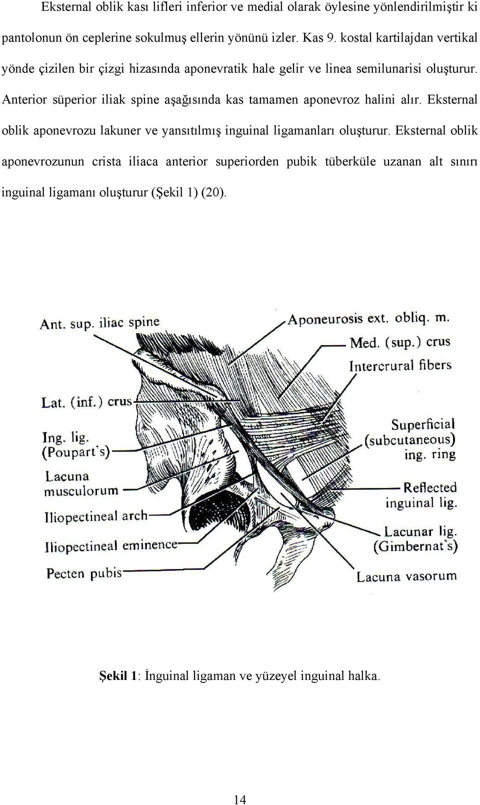 Anterior süperior iliak spine aşağısında kas tamamen aponevroz halini alır.