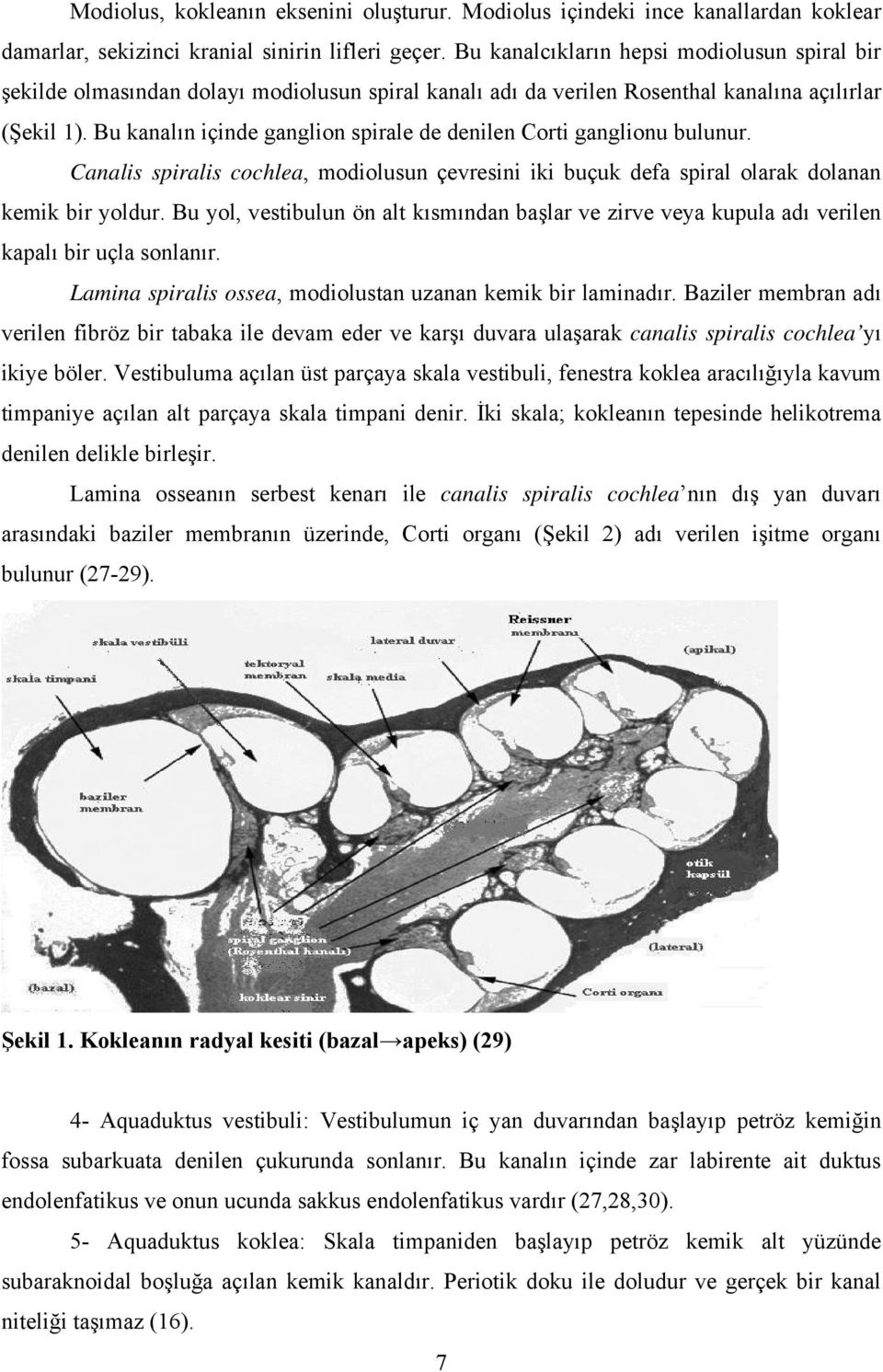 Bu kanalın içinde ganglion spirale de denilen Corti ganglionu bulunur. Canalis spiralis cochlea, modiolusun çevresini iki buçuk defa spiral olarak dolanan kemik bir yoldur.