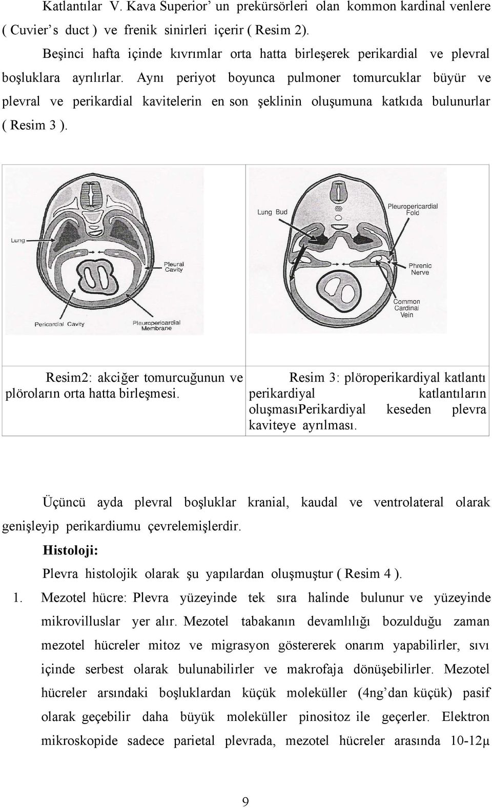 Aynı periyot boyunca pulmoner tomurcuklar büyür ve plevral ve perikardial kavitelerin en son şeklinin oluşumuna katkıda bulunurlar ( Resim 3 ).