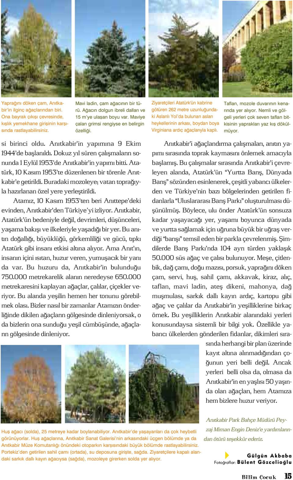 Ziyaretçileri Atatürk'ün kabrine götüren 262 metre uzunlu undaki Aslanl Yol da bulunan aslan heykellerinin arkas, boydan boya Virginiana ard ç a açlar yla kapl.