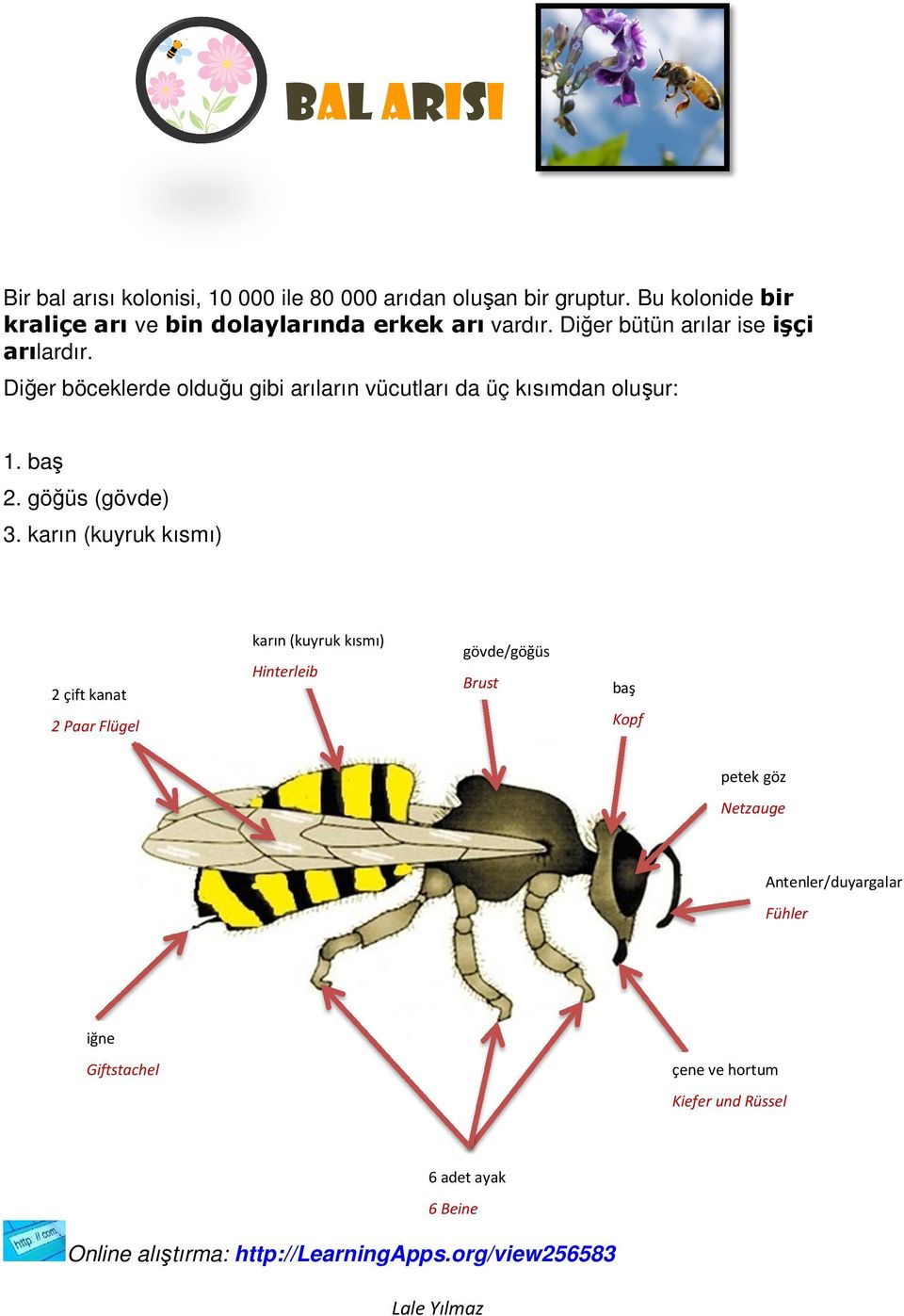 Diğer böceklerde olduğu gibi arıların vücutları da üç kısımdan oluşur: 1. baş 2. göğüs (gövde) 3.