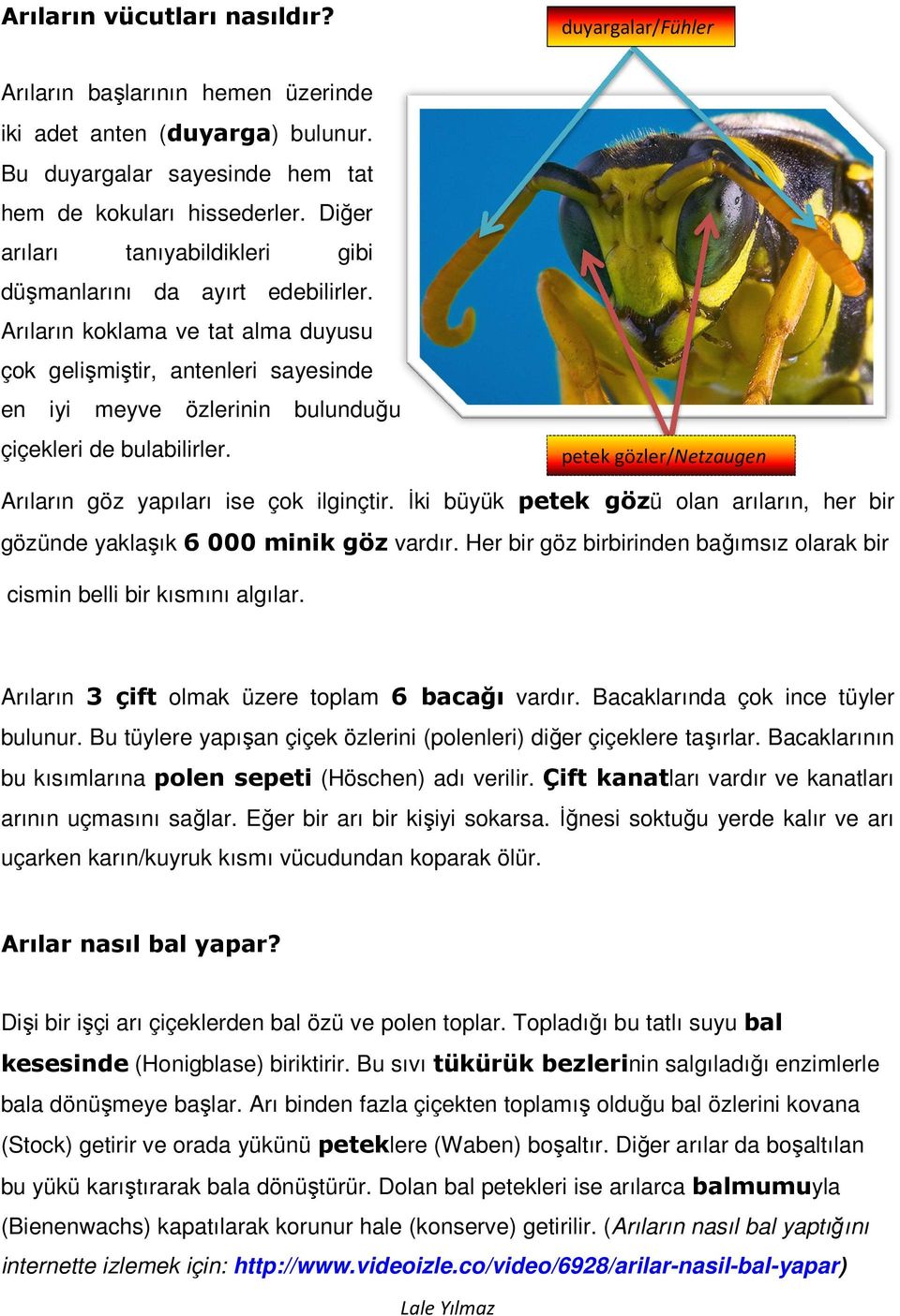 Arıların koklama ve tat alma duyusu çok gelişmiştir, antenleri sayesinde en iyi meyve özlerinin bulunduğu çiçekleri de bulabilirler. petek gözler/netzaugen Arıların göz yapıları ise çok ilginçtir.