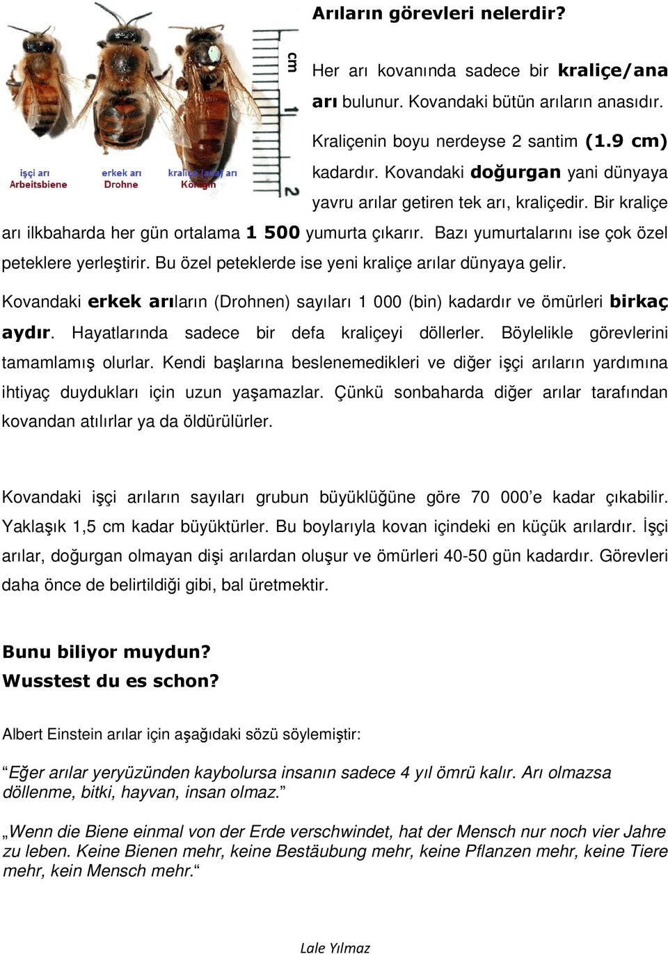 Bu özel peteklerde ise yeni kraliçe arılar dünyaya gelir. Kovandaki erkek arıların (Drohnen) sayıları 1 000 (bin) kadardır ve ömürleri birkaç aydır. Hayatlarında sadece bir defa kraliçeyi döllerler.