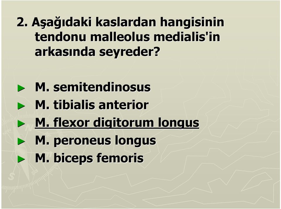 semitendinosus M. tibialis anterior M.