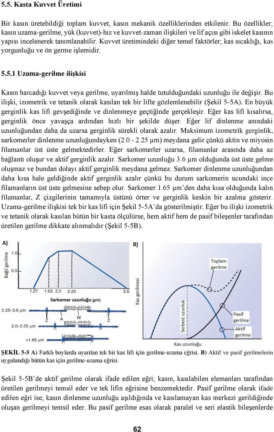 Kuvvet üretimindeki diğer temel faktörler; kas sıcaklığı, kas yorgunluğu ve ön germe işlemidir. 5.