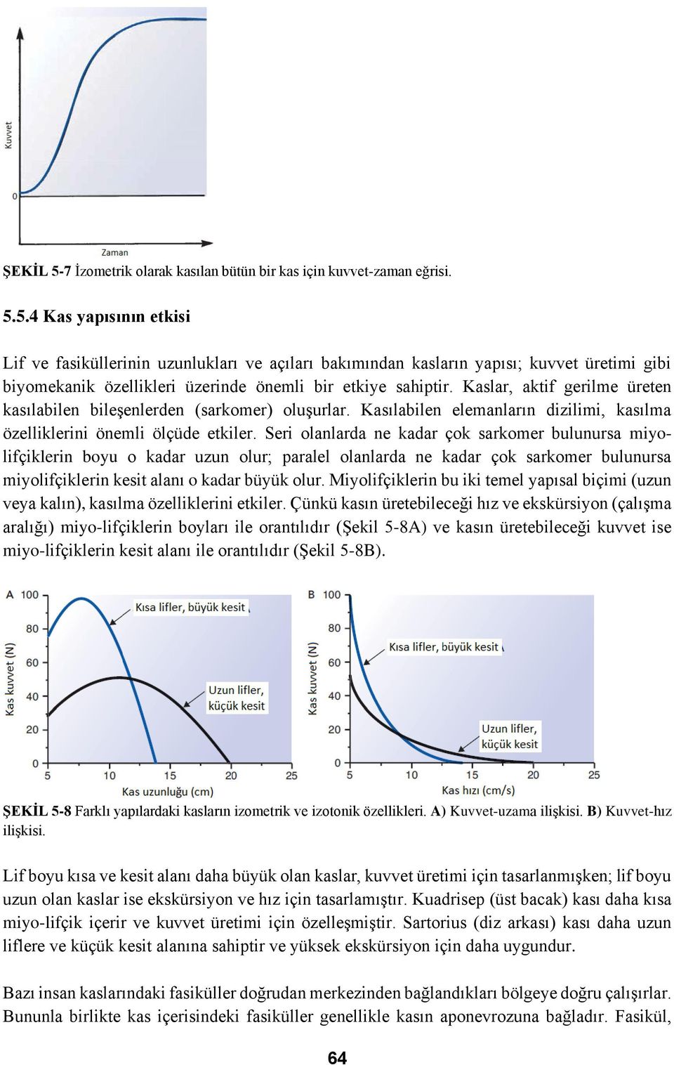 Seri olanlarda ne kadar çok sarkomer bulunursa miyolifçiklerin boyu o kadar uzun olur; paralel olanlarda ne kadar çok sarkomer bulunursa miyolifçiklerin kesit alanı o kadar büyük olur.