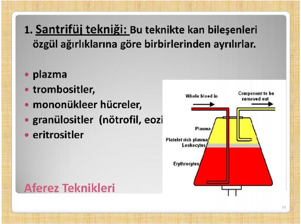 plazma trombositler, mononükleer hücreler, granülositler