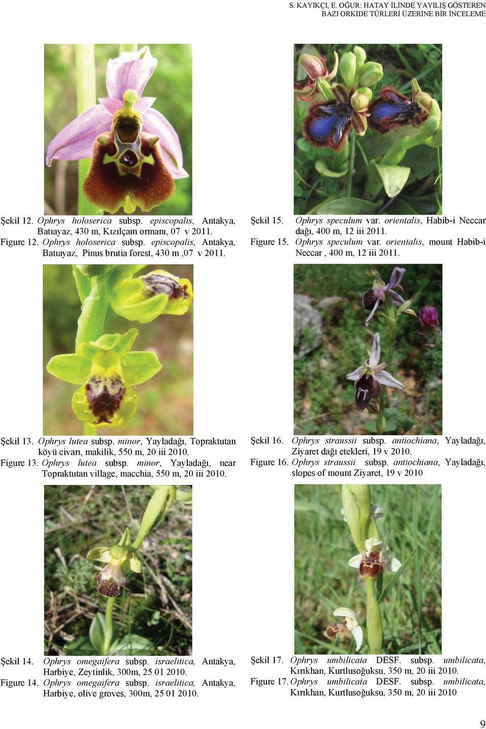 Ophrys speculum var. orientalis, mount Habib-i Neccar, 00 m, 1 iii 011. Şekil 1. Ophrys lutea subsp. minor, Yayladağı, Topraktutan köyü civarı, makilik, 0 m, 0 iii 010. Figure 1. Ophrys lutea subsp. minor, Yayladağı, near Topraktutan village, macchia, 0 m, 0 iii 010.