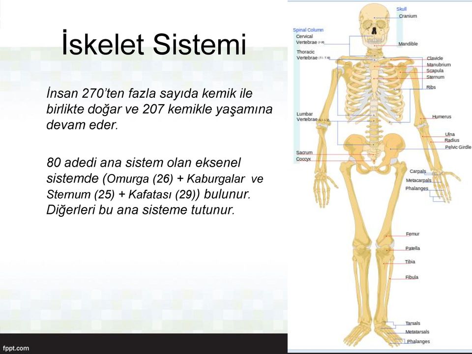 80 adedi ana sistem olan eksenel sistemde (Omurga (26) +